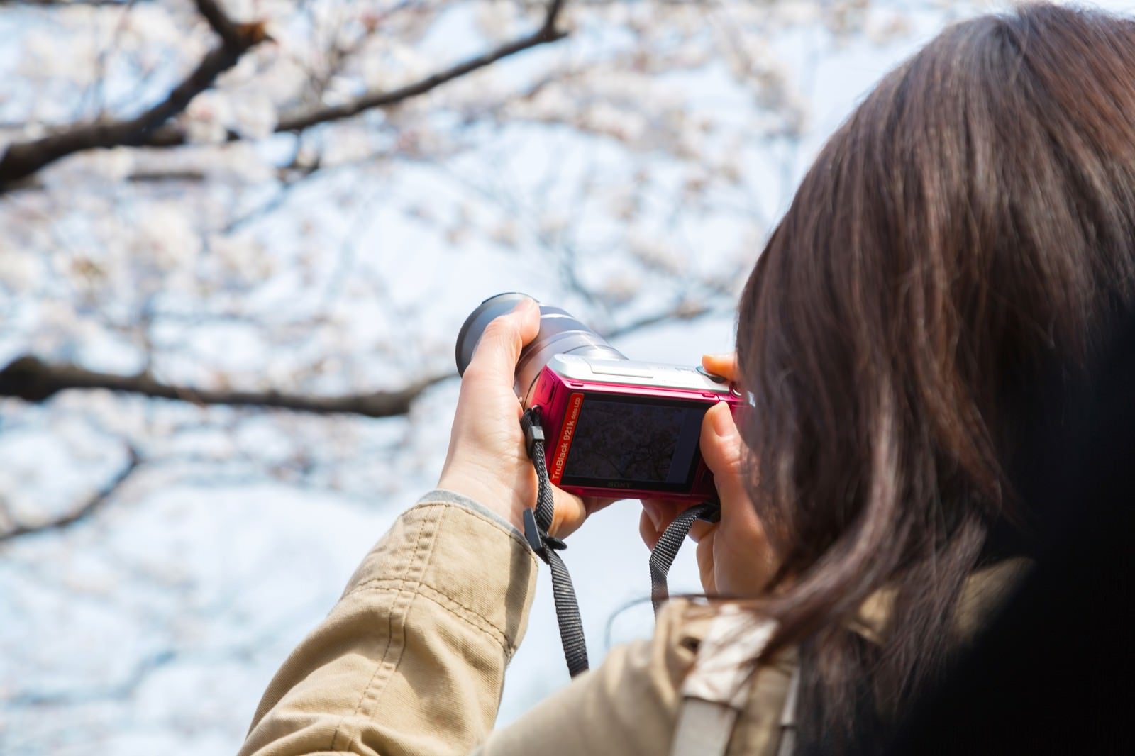 「桜をミラーレスカメラで撮影する女性」の写真