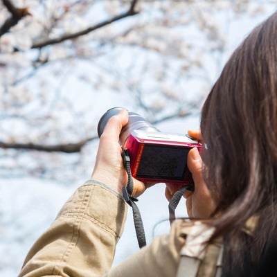 桜をミラーレスカメラで撮影する女性の写真