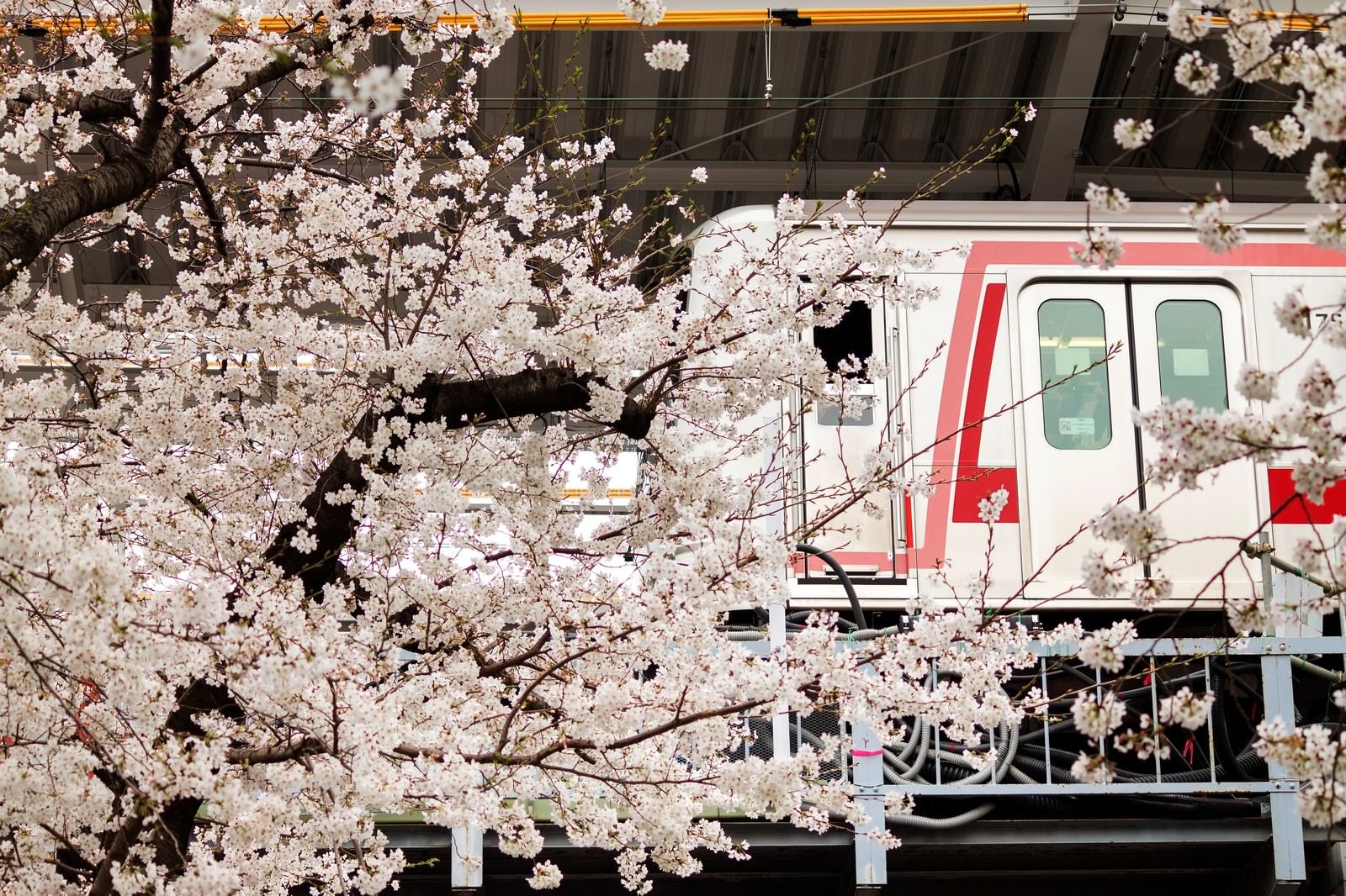 「東横線と桜の木」の写真