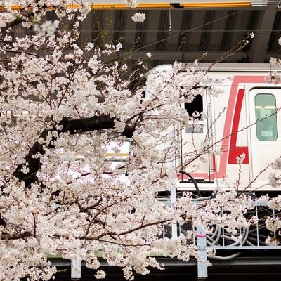 東横線と桜の木の写真