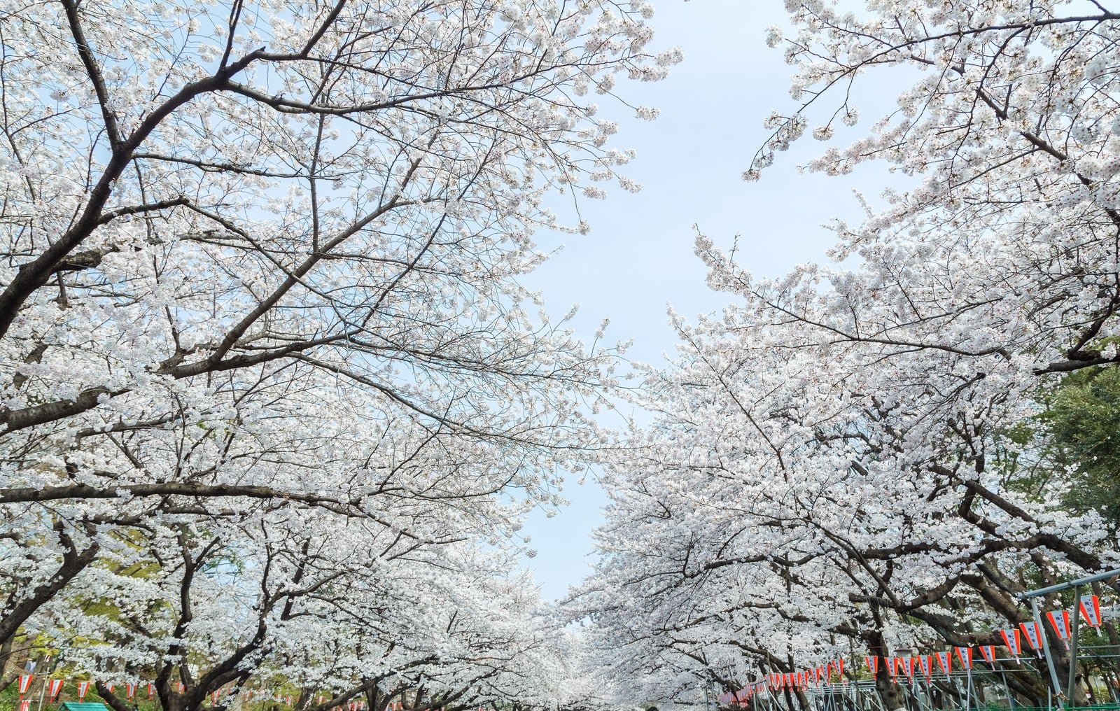 「上野恩賜公園の桜」の写真