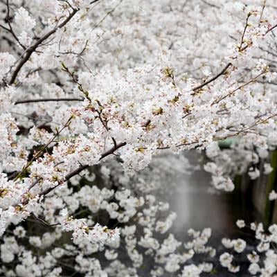 8部咲きの桜の写真