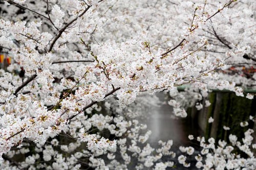 8部咲きの桜の写真