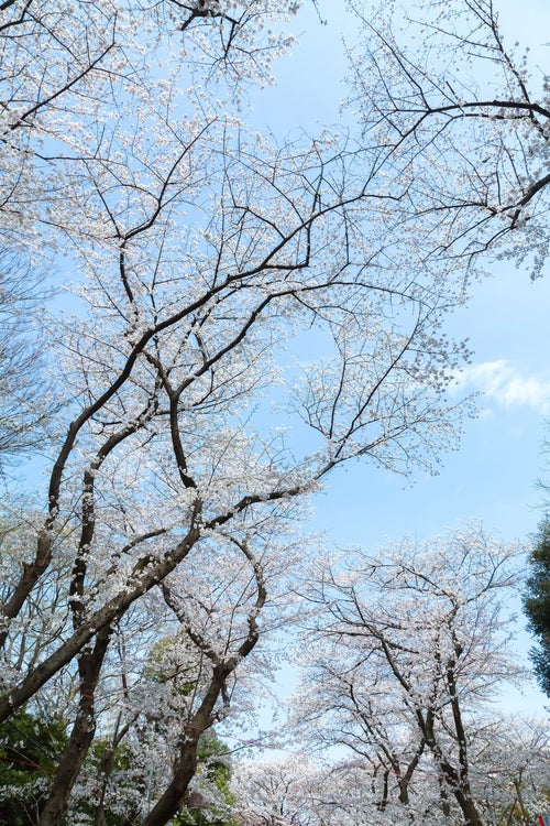青空と桜の写真
