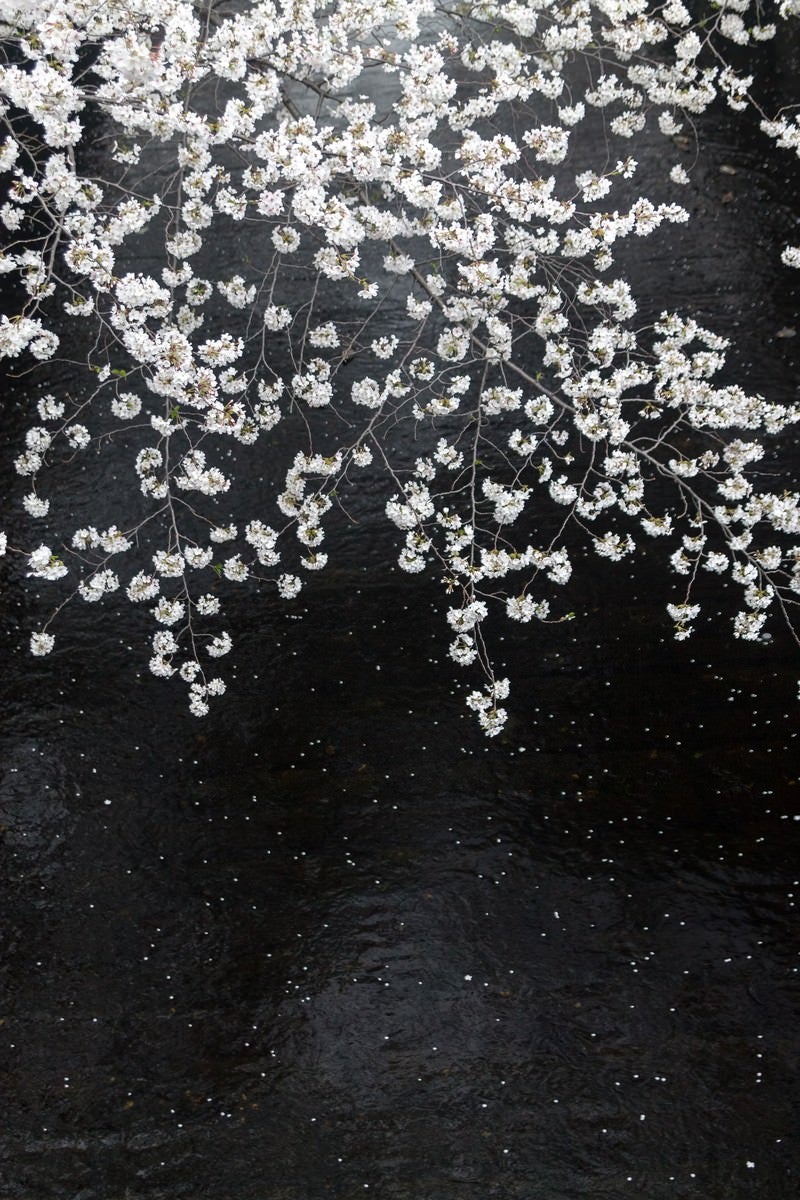 「川に散る桜」の写真