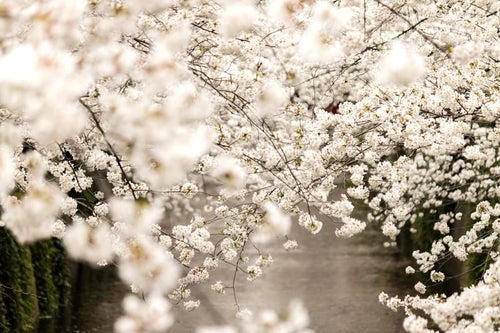 春・桜満開の写真