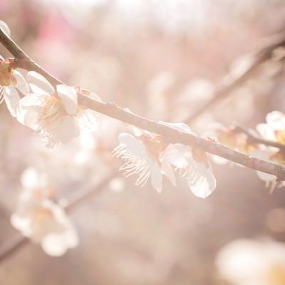 柔らかく暖かい日差しと梅の花の写真