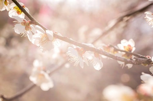 柔らかく暖かい日差しと梅の花の写真