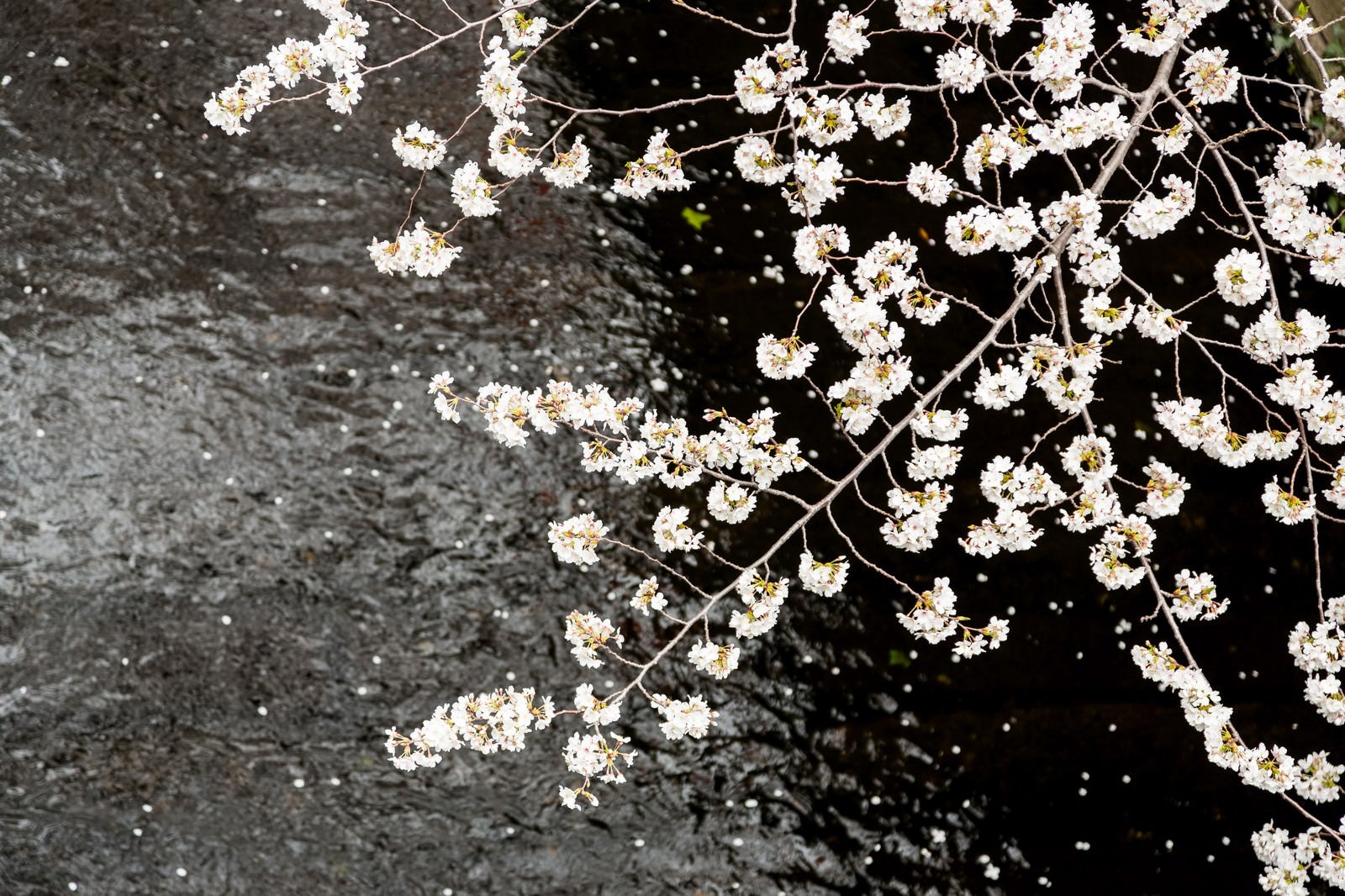 「目黒川の桜」の写真