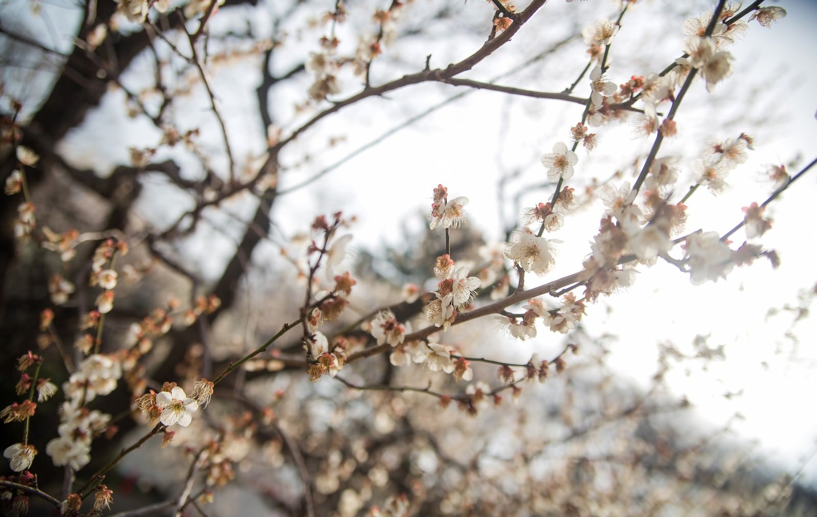 「花が散り始めた梅の木」の写真