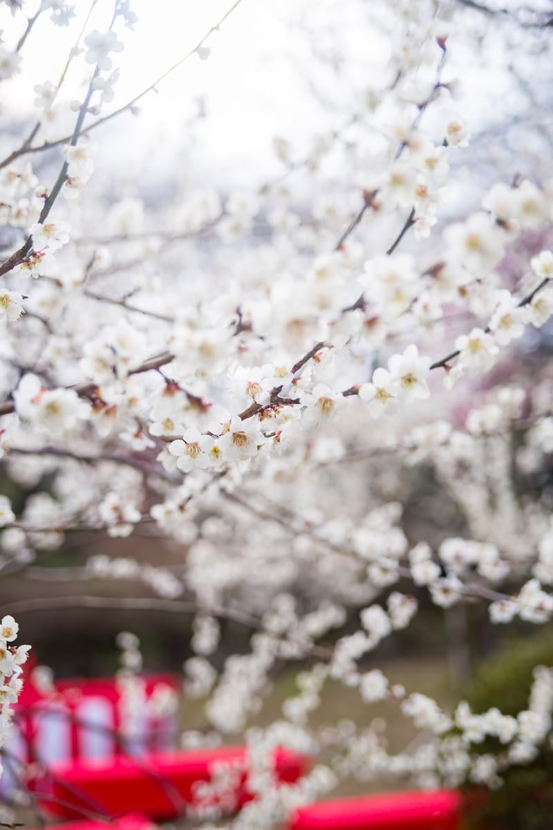 「観梅会の赤い席と梅の花」の写真