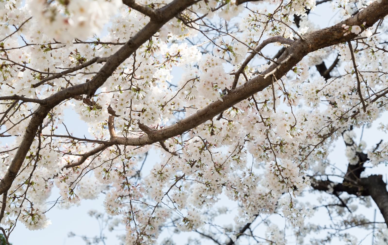 「観桜会の桜」の写真