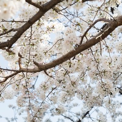 観桜会の桜の写真