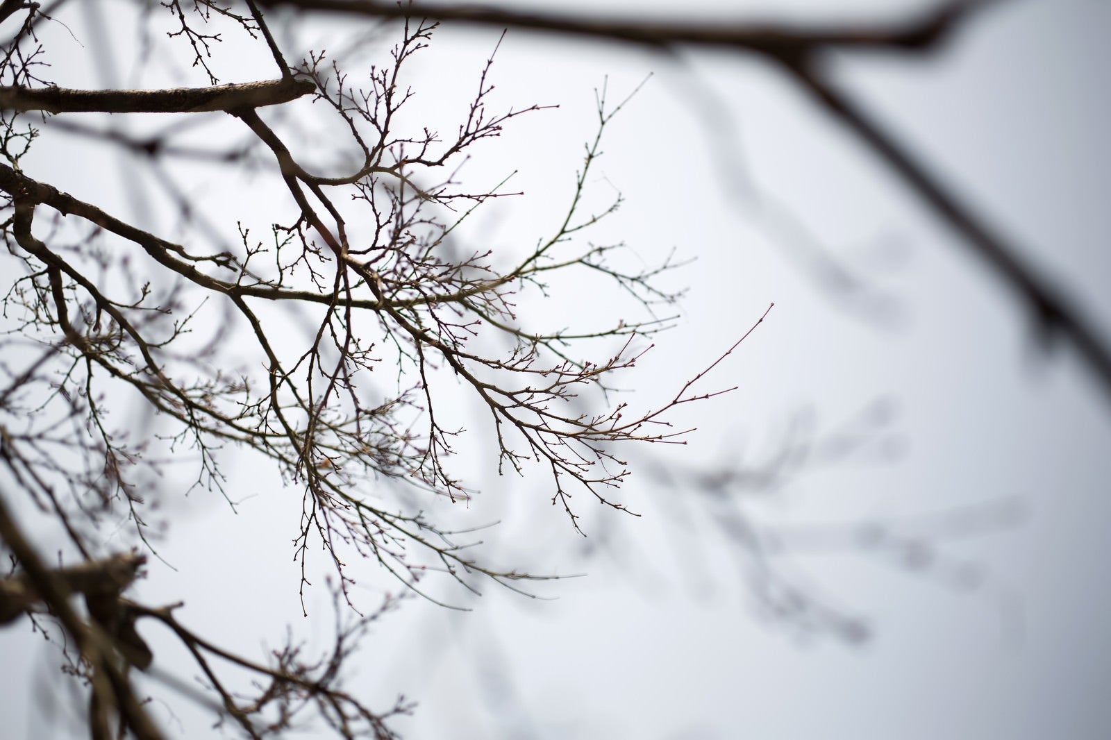 「春を待つつぼみの木」の写真