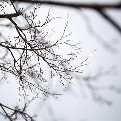 春を待つつぼみの木の写真