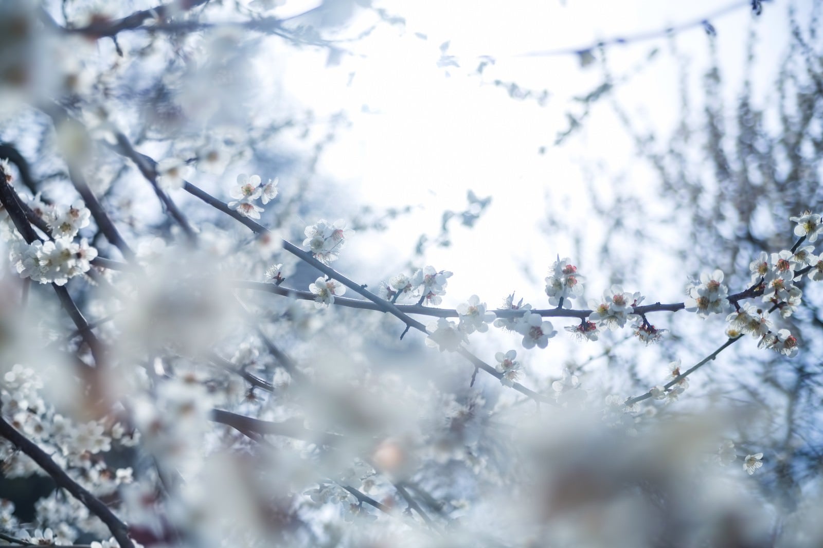 「冷たい日差しと梅の花」の写真
