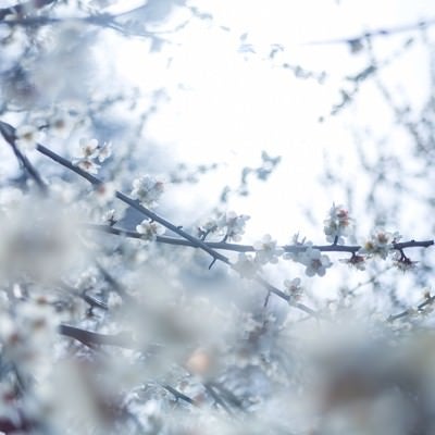 冷たい日差しの中で咲く梅の花の写真