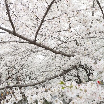 桜の木々の写真