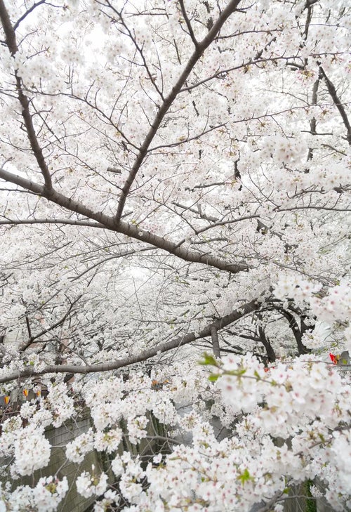 桜の木々の写真