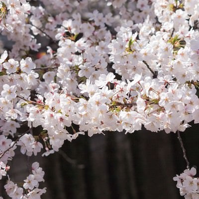 河川の桜の木の写真