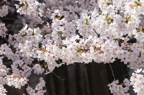 河川の桜の木の写真