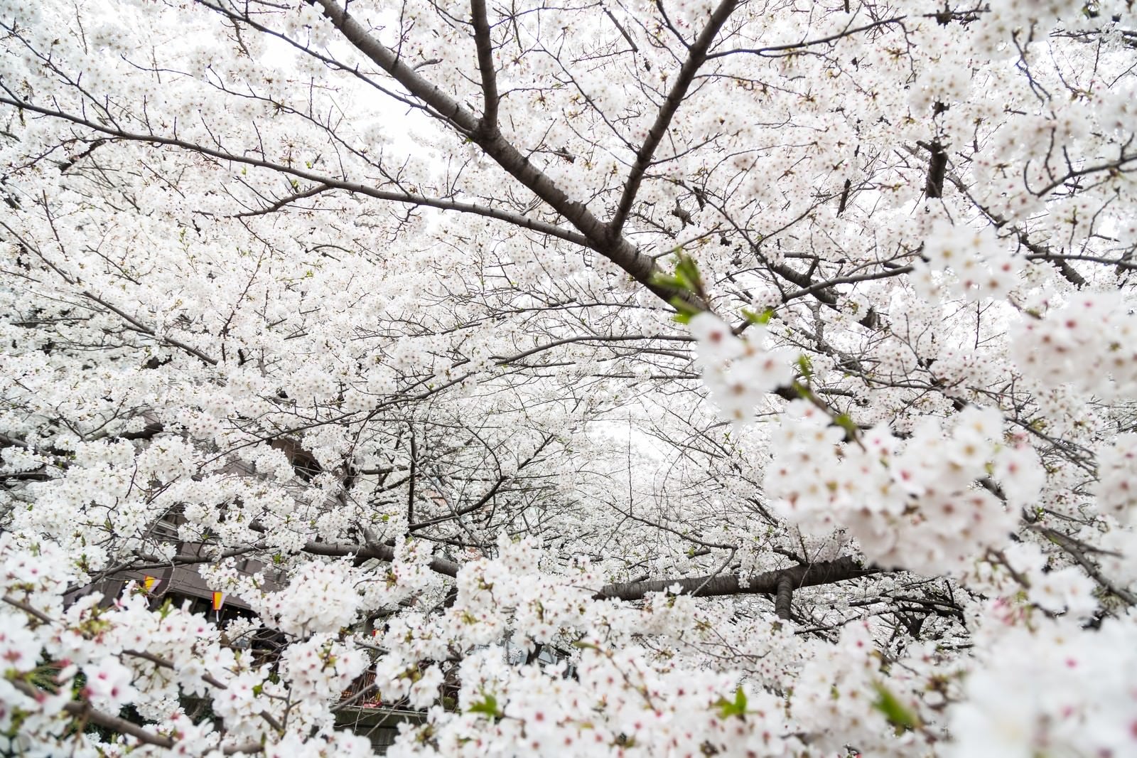 「満開の桜」の写真