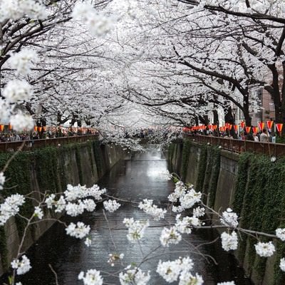 両端が満開に咲く桜の写真