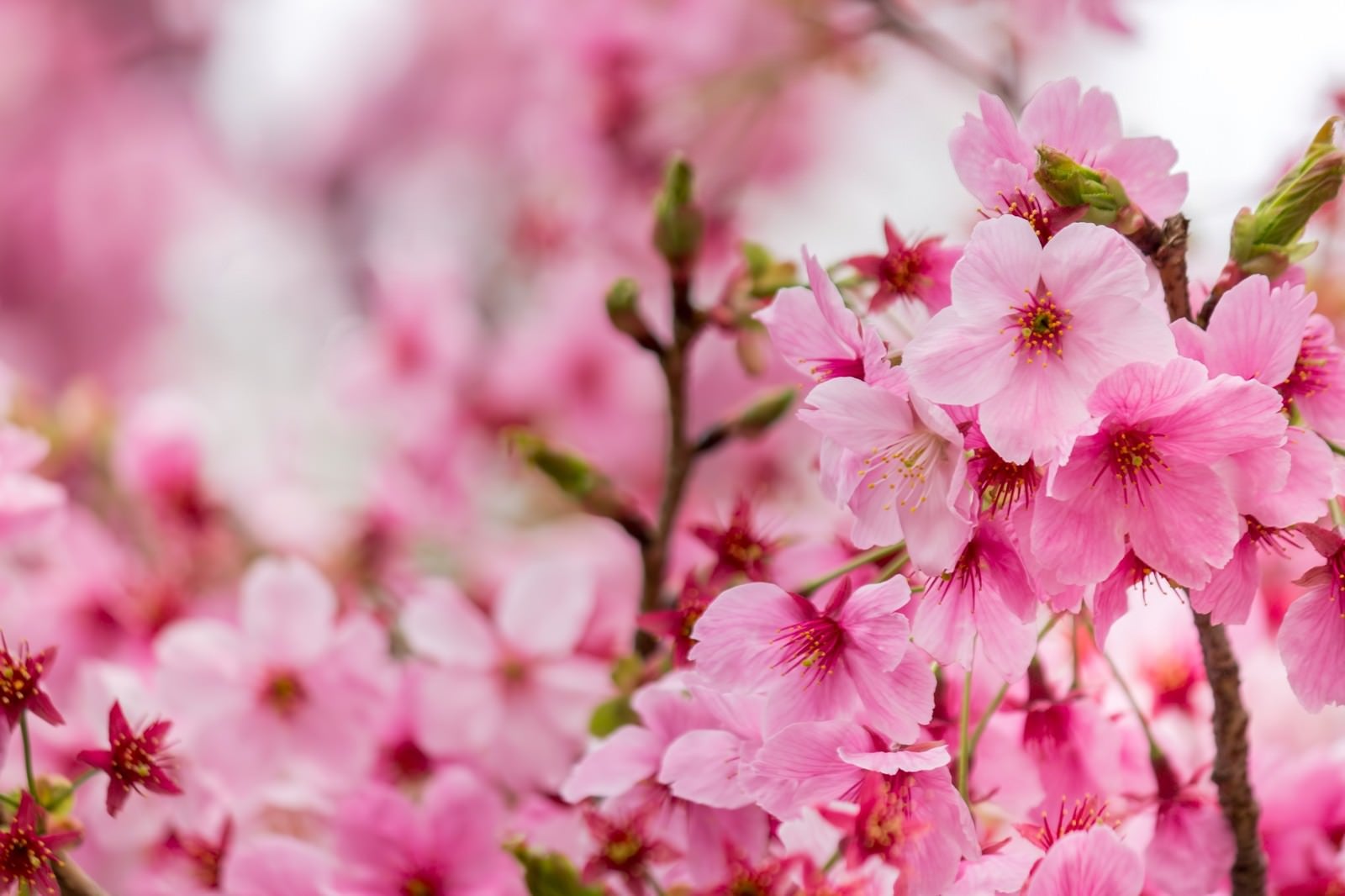 「濃い桜の花」の写真