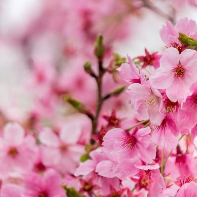 濃い桜の花の写真