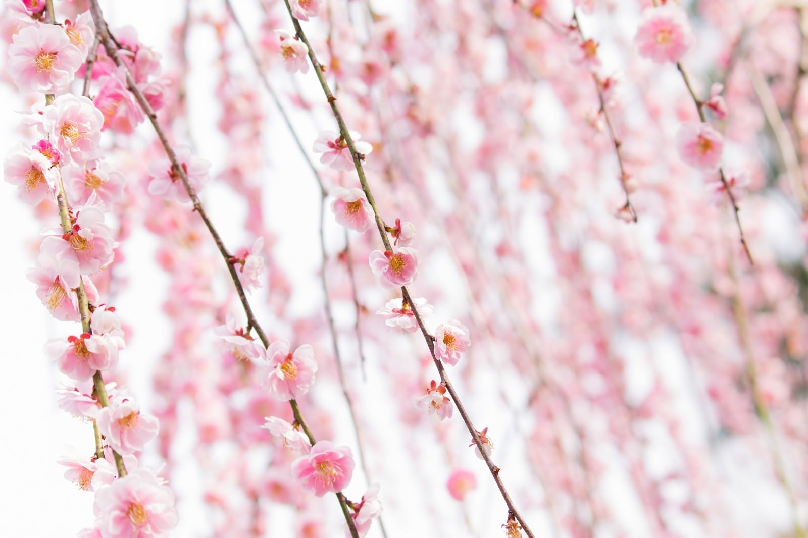 「ピンク色した梅の花」の写真