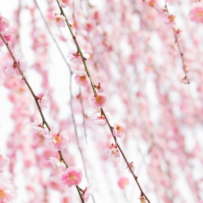 ピンク色した梅の花の写真