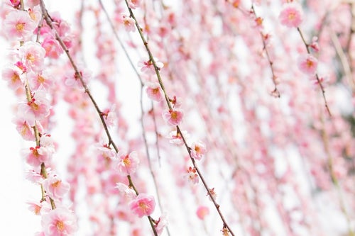 ピンク色した梅の花の写真