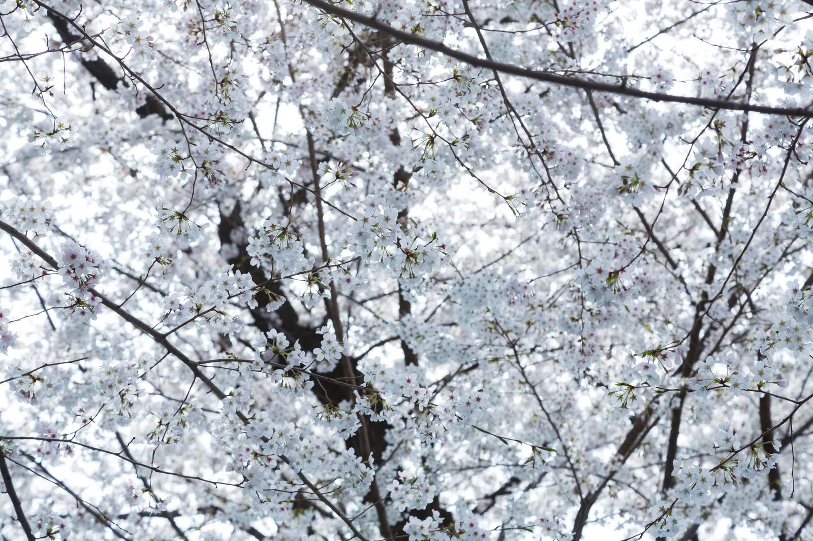 「一面の桜の花」の写真