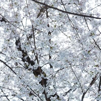 一面の桜の花の写真