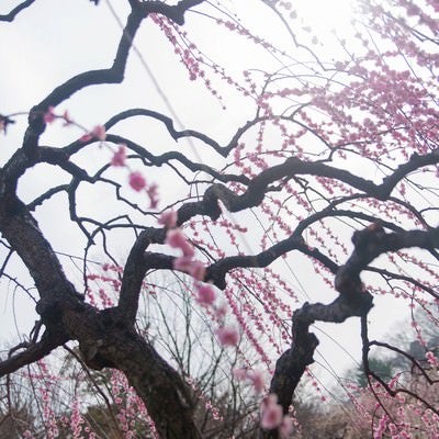 枝垂れ梅の写真