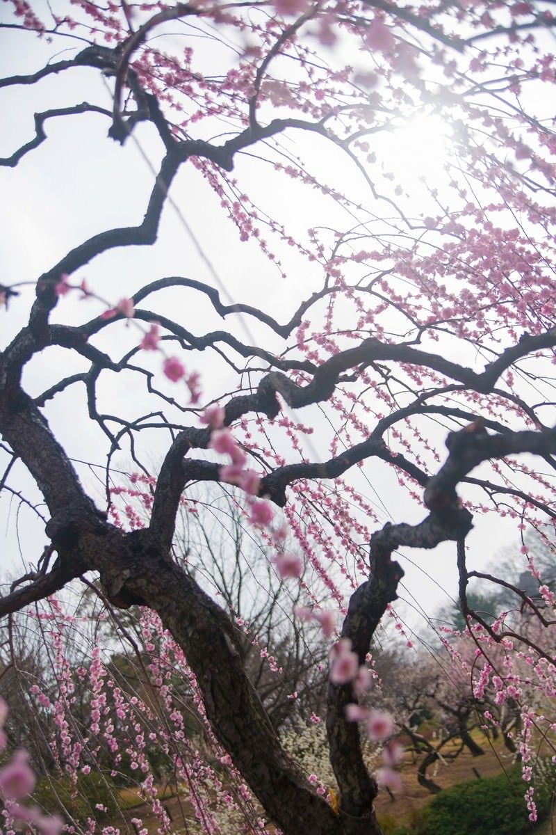「枝垂れ梅」の写真