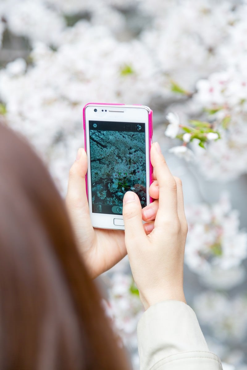 「スマホで桜を撮る女性」の写真