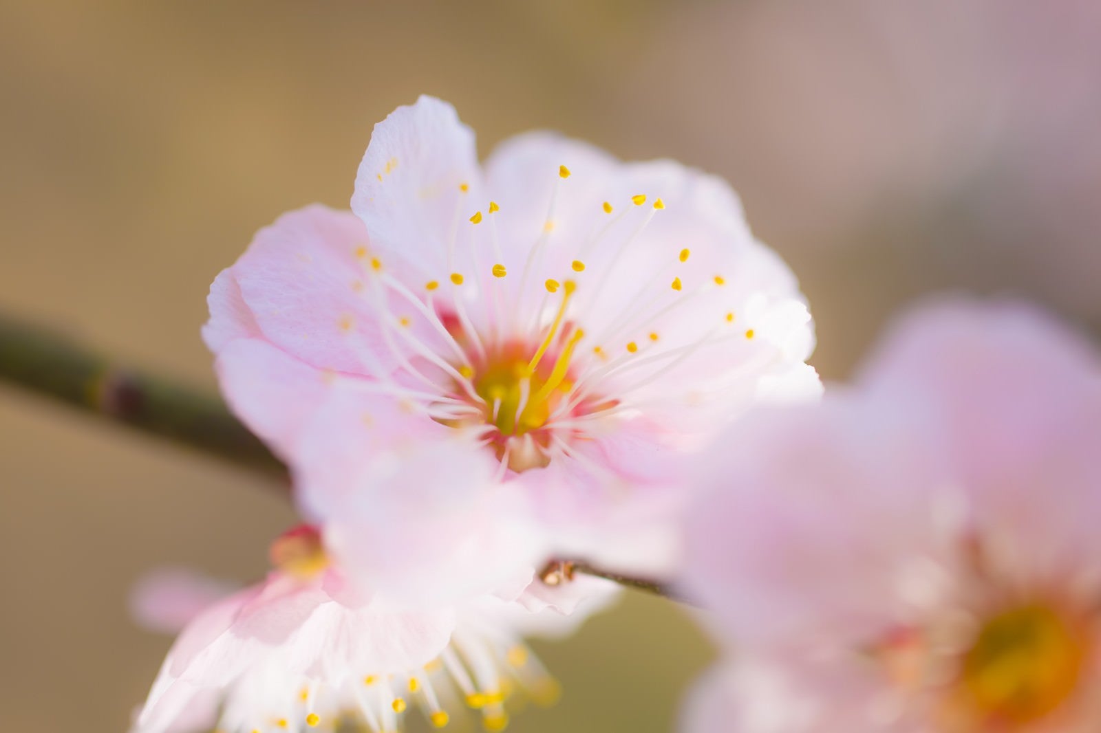 「梅の花」の写真