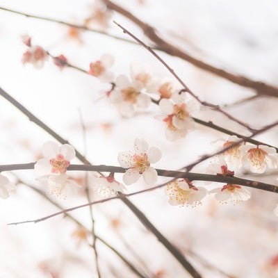 梅の花と春の写真