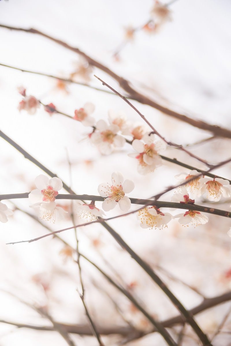 「梅の花と春」の写真