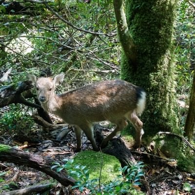 屋久島の森の鹿の写真