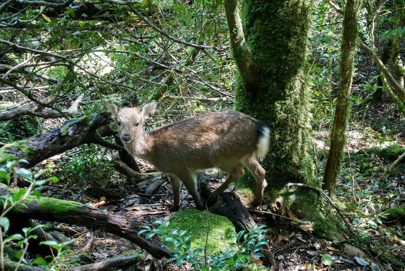 屋久島の森の鹿の写真
