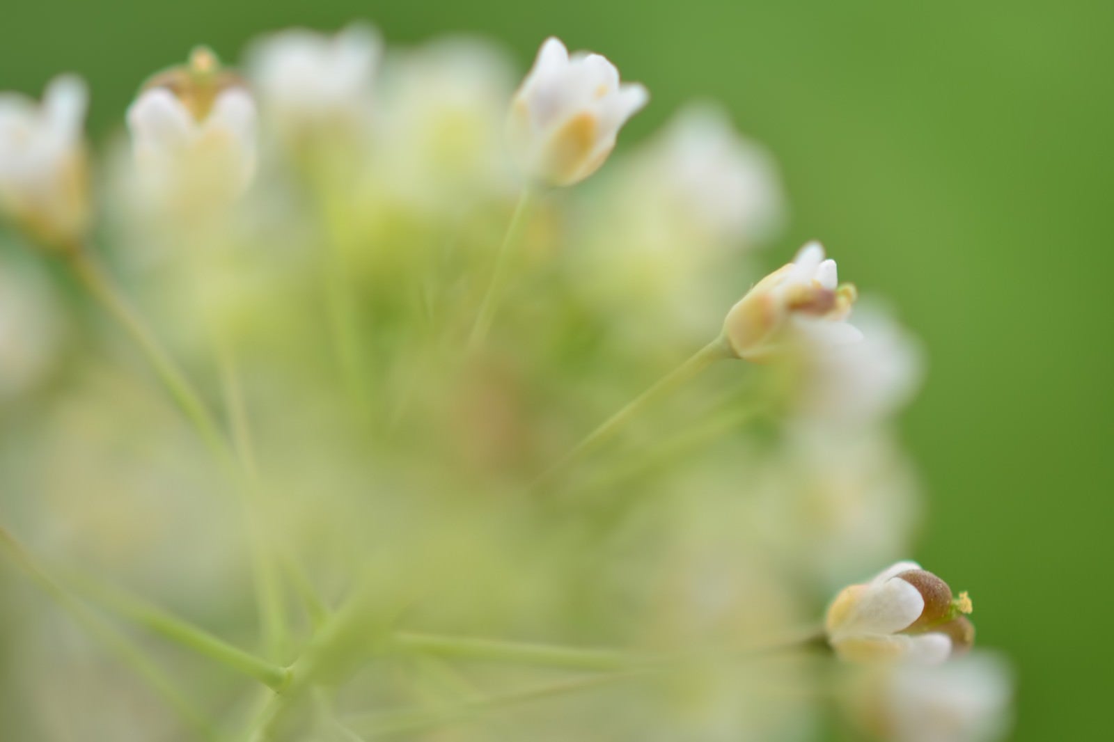 「春の花」の写真