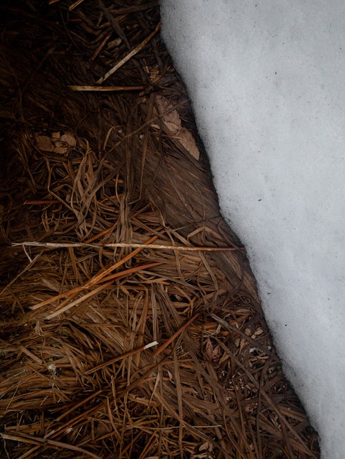 雪解けと萎れた枯れ草の写真