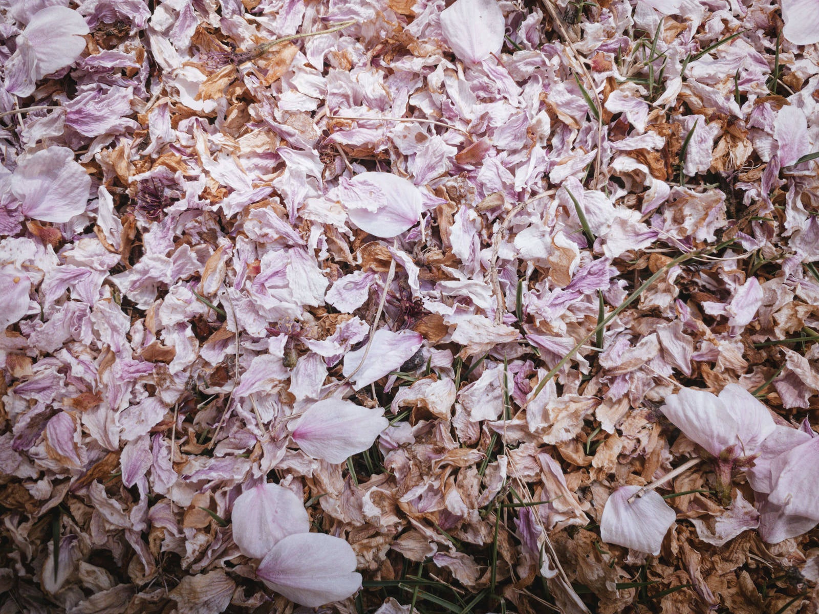 「枯れた桜の花びら」の写真