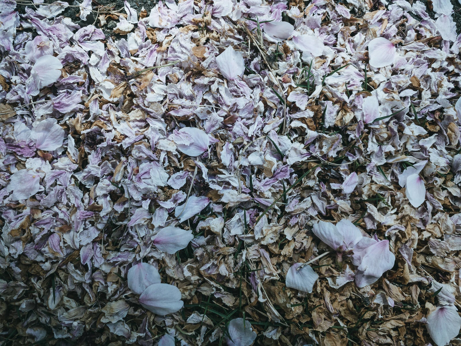 「搔き集められた桜の花びら」の写真