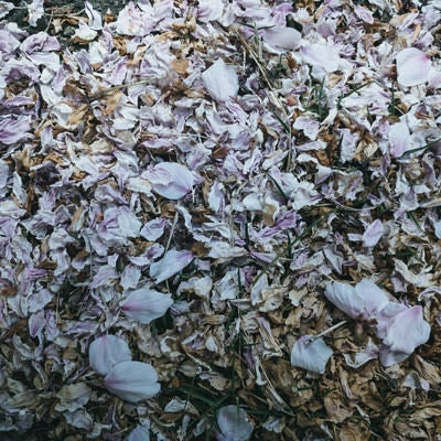搔き集められた桜の花びらの写真