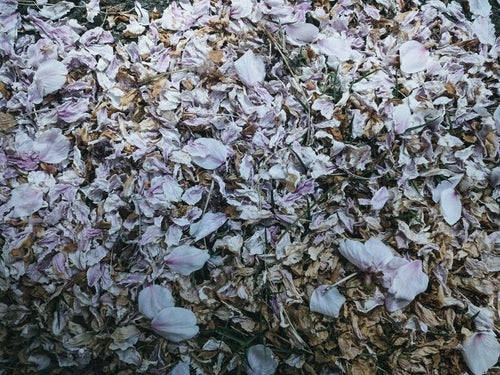 搔き集められた桜の花びらの写真