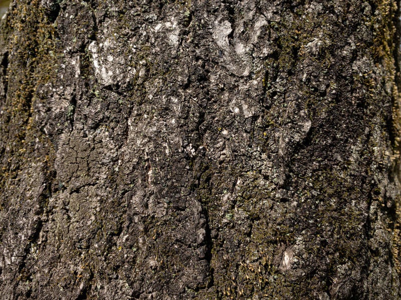 ボコボコの木肌の写真