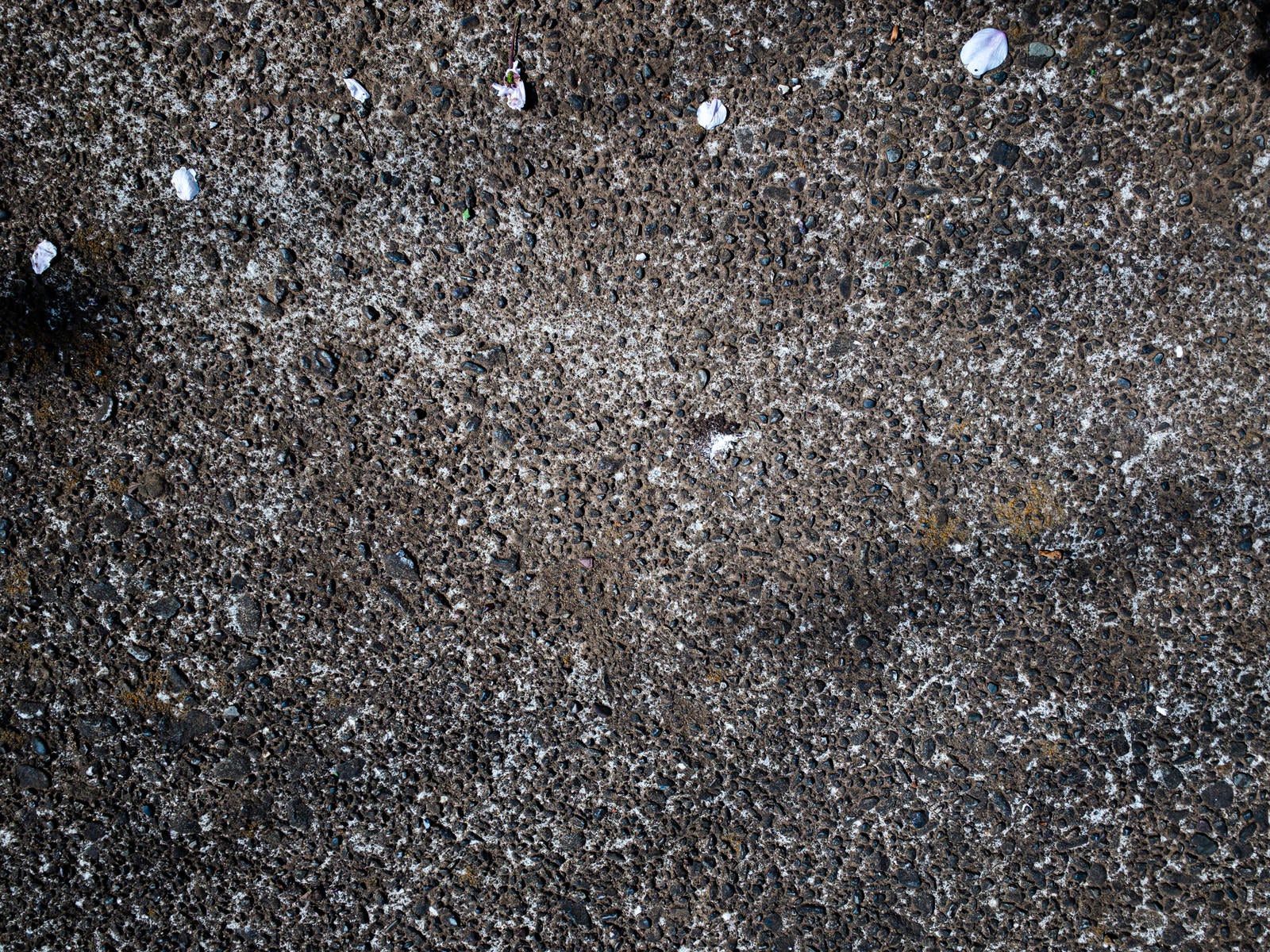 「コンクリートの地面に落ちた花びら（テクスチャ）」の写真